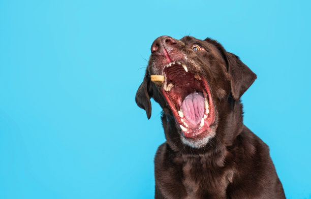 巧克力实验室在孤立的蓝色背景上捕捉到美味图片下载