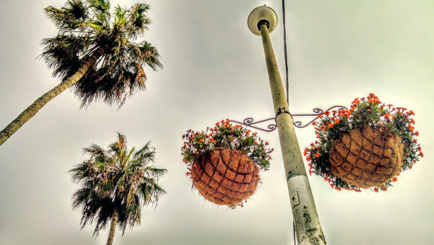 从地板上看植物图片下载