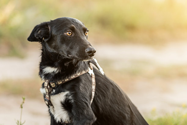 草地上的非纯种狗图片下载