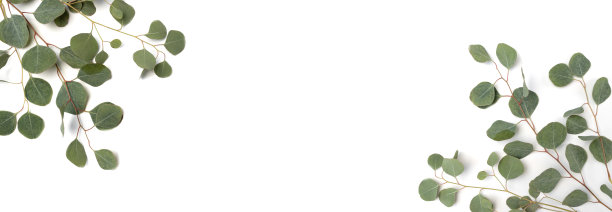 白色背景上的桉树枝图片下载