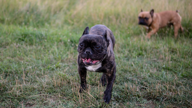 两只法国斗牛犬肩并肩站在绿草地上。两只狗的肖像stock照片图片下载
