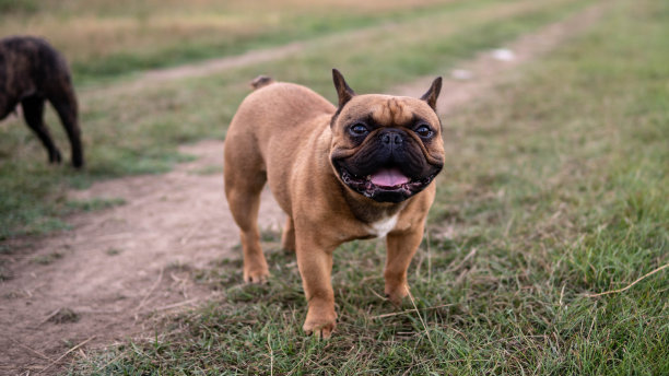 两只法国斗牛犬肩并肩站在绿草地上。两只狗的肖像stock照片图片下载