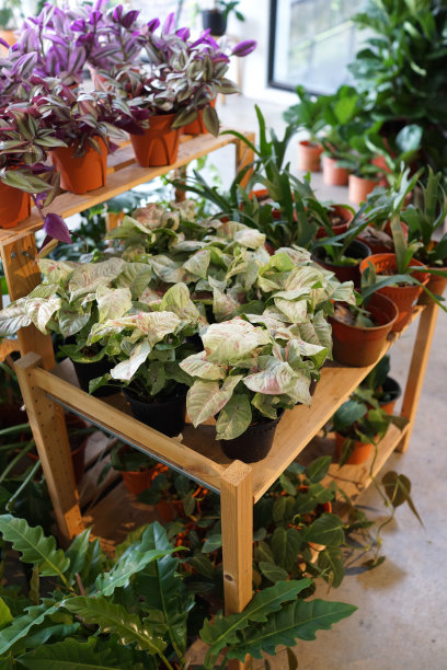 市场内各种室内盆栽植物图片下载