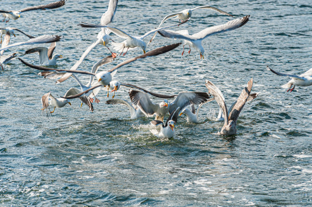 海鸥在海上争夺食物。图片下载