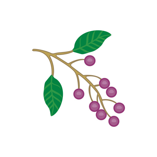 浆果在小枝和叶子平面设计图片下载