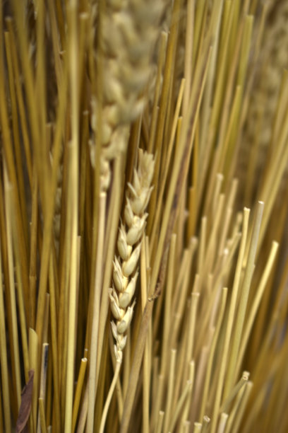 黄色秸秆为产品植物茎图片下载