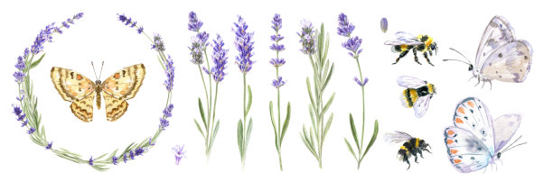 水彩插图薰衣草，薰衣草花环，蝴蝶孤立在白色背景图片下载