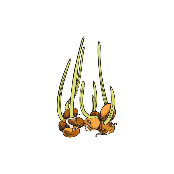 芥菜，大豆或花椰菜的芽-在白色背景上分离的矢量图。图片下载