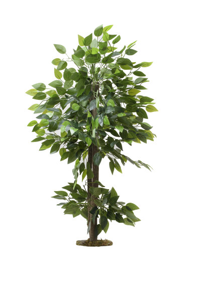 树与绿叶孤立与白色背景图片下载