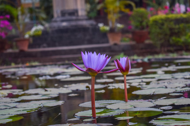 黑色水塘中，粉红色的荷花半开在绿色的大荷叶上。模糊的花园背景。图片摄于马哈拉施特拉邦Kolhapur市政厅。图片下载