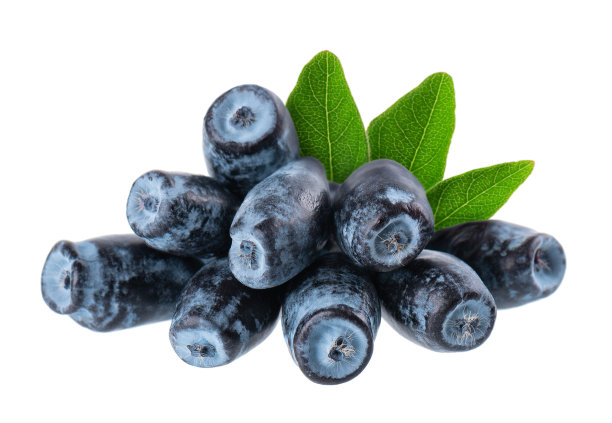 在白色背景上有绿叶孤立的金银花。成熟的金银花浆果。剪切路径。图片下载