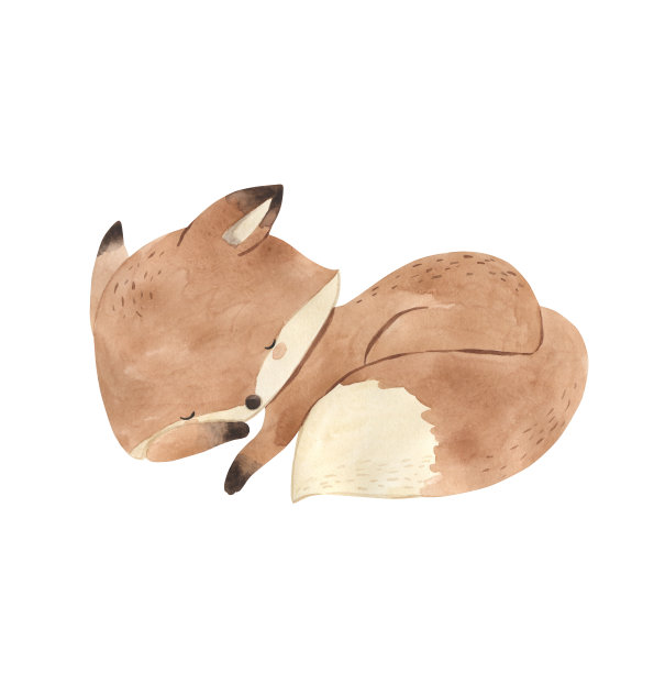 水彩睡觉的狐狸。儿童林地动物插图图片下载