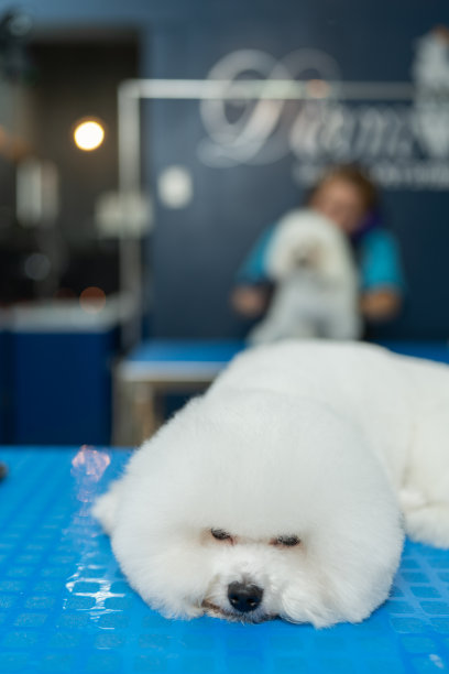 垂直照片的小狗睡在狗沙龙图片下载