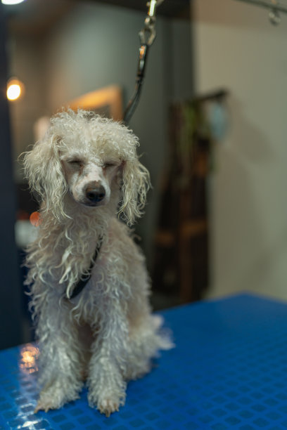 又脏又湿的狗坐在宠物沙龙里图片下载