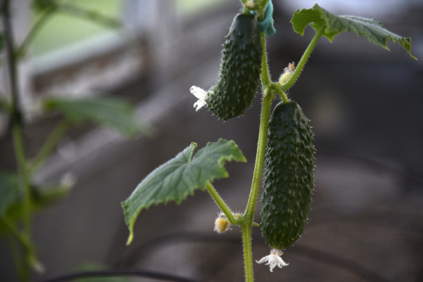 夏天温室里树枝上的新鲜黄瓜果实图片下载