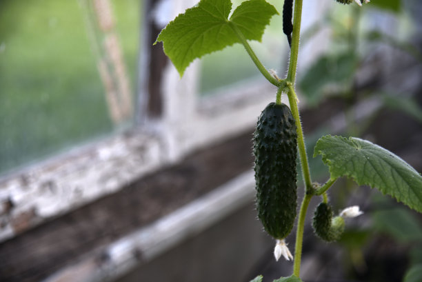 夏天温室里树枝上的新鲜黄瓜果实图片下载