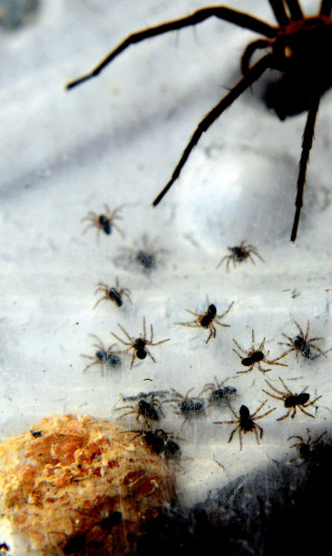 蜘蛛妈妈带着幼崽筑巢图片下载