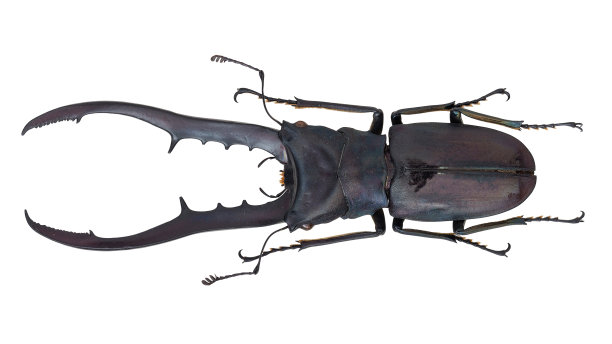 一种雄鹿甲虫标本的昆虫收集。金属圈龙(Boisduval, 1835)图片下载