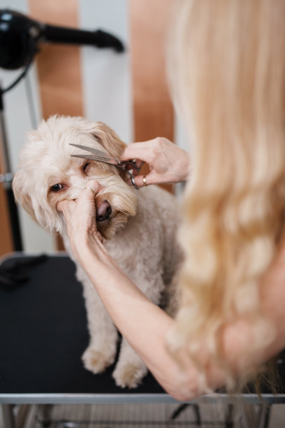 专业的狗打扮图片下载