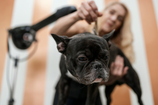 专业的狗打扮图片下载