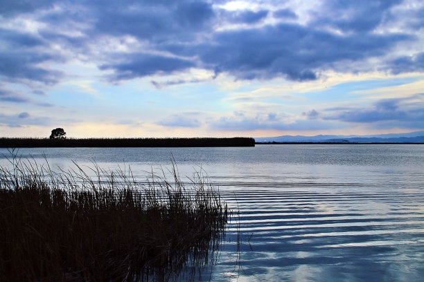 在巴伦西亚的Albufera，夕阳西下，水边芦苇和藤条的剪影。图片下载