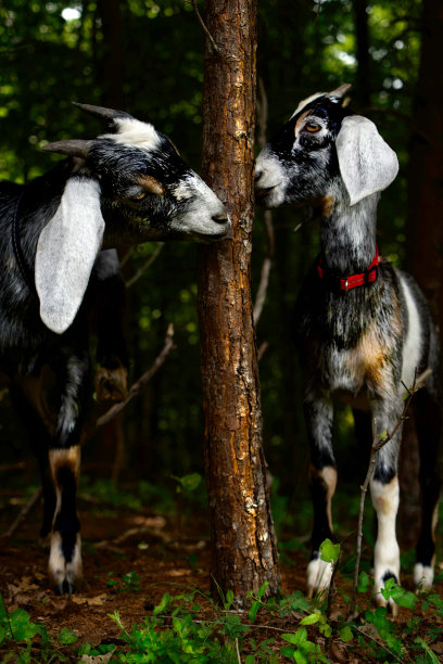 两个可爱的山羊孩子站在神秘的森林图片下载