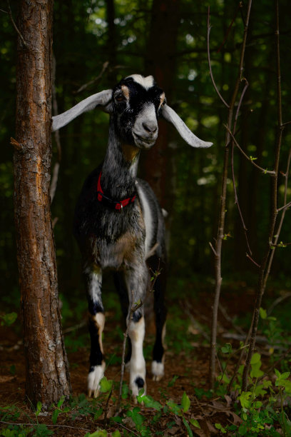 可爱的小山羊站在神秘的森林里图片下载