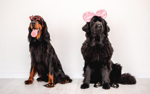 纽芬兰犬戴着明亮的弓形箍图片下载