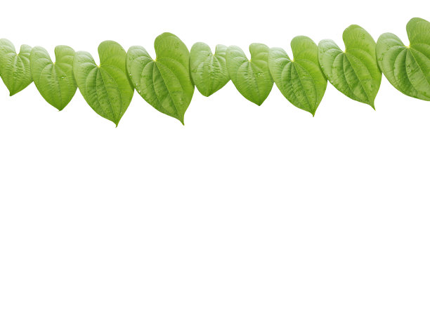 花的背景，热带藤本植物的一排绿叶在白色的背景上图片下载