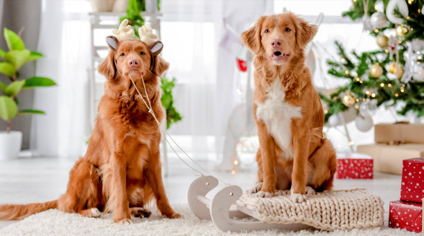 圣诞期间的寻回犬图片下载