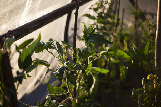 在温室里种植蔬菜。花园的细节。绿色叶子的西红柿。图片下载