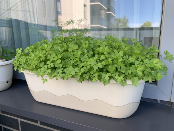 阳台花园。阳台上放新鲜欧芹。图片下载