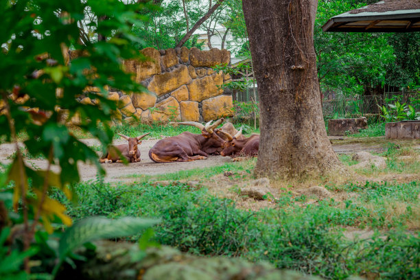 《安科莱-瓦图西》图片下载
