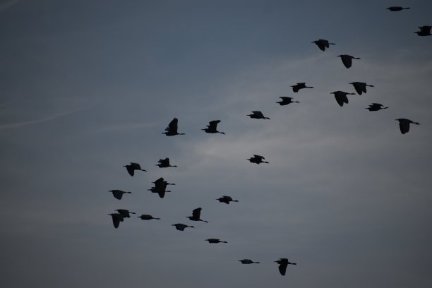 会飞的鸟图片下载