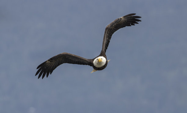 西贝克秃鹰队图片下载