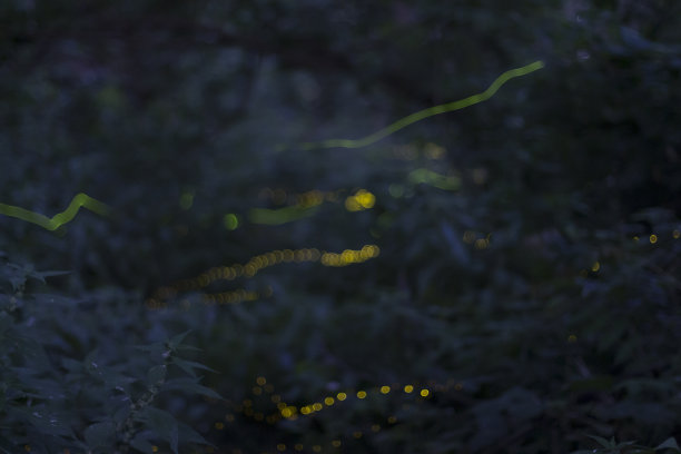 夜晚的萤火虫图片下载