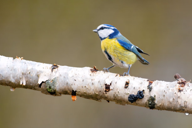 蓝色山雀坐在树枝上图片下载