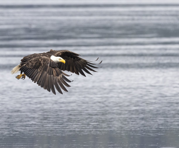 西贝克秃鹰队图片下载