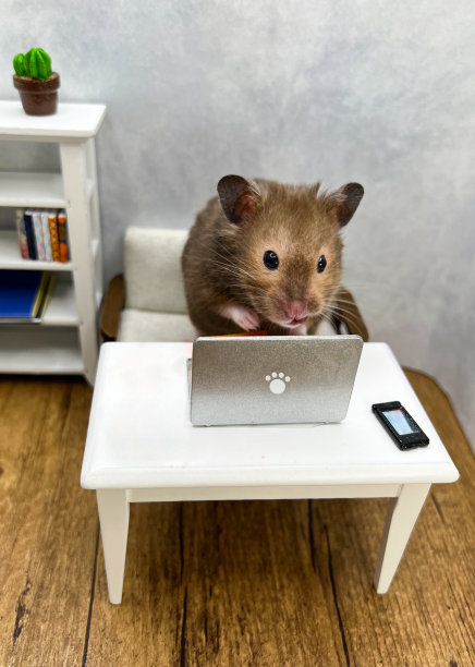 可爱的叙利亚仓鼠在笔记本电脑上工作图片下载