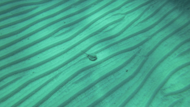 蓝斑 stingray（Taeniura lymma）在沙质海底缓慢游动。俯视图。红海，埃及图片下载