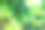 绿色植物。图片下载