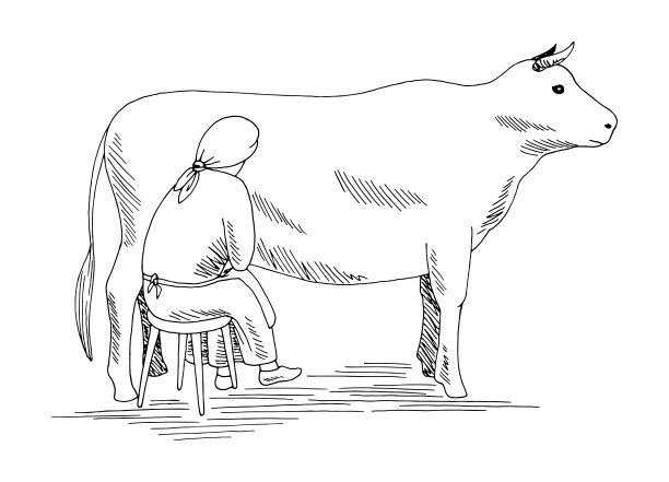 挤奶的女人形象的奶牛黑白隔离素描插图矢量图片下载