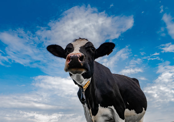一头奶牛映衬着宁静的蓝天。农村的作文图片下载