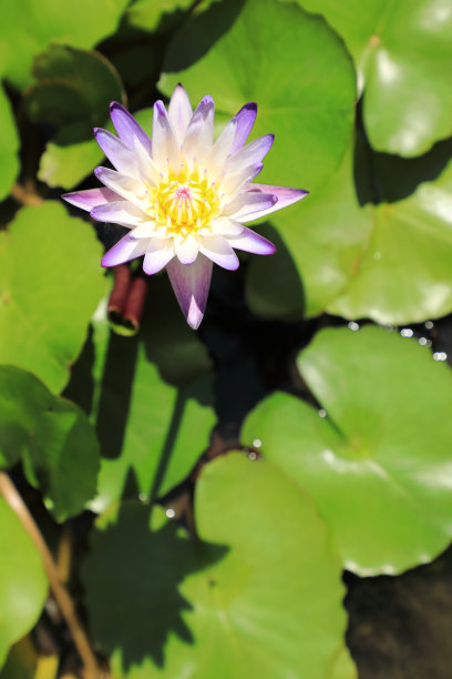 单瓣紫睡莲图片下载