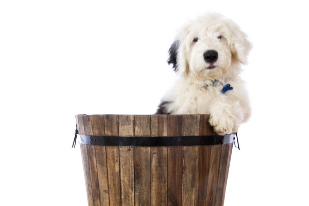 古英语Sheep Dog小狗图片下载