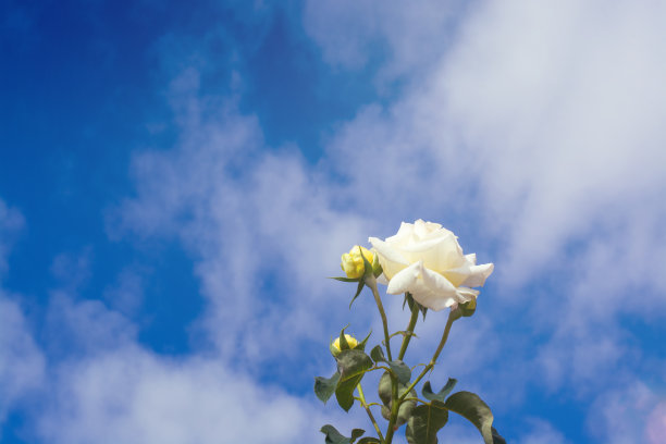 背景是蓝天白云和白玫瑰图片下载