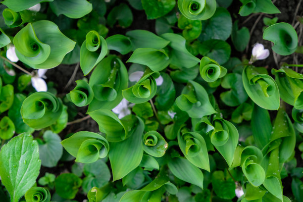 铃兰的深绿色叶子。自然界中的斐波那契螺旋。图片下载