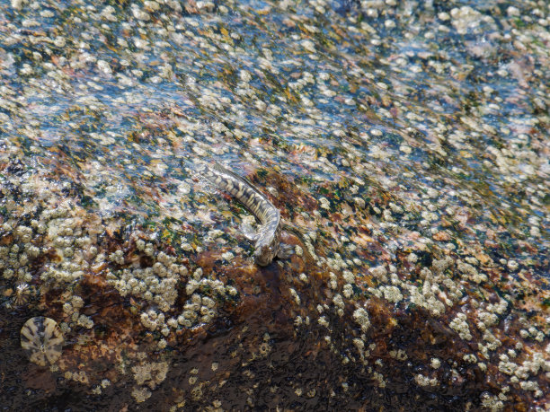 特写图片的淡水Blenny (Salaria Fluviatilis)上的河流岩石图片下载