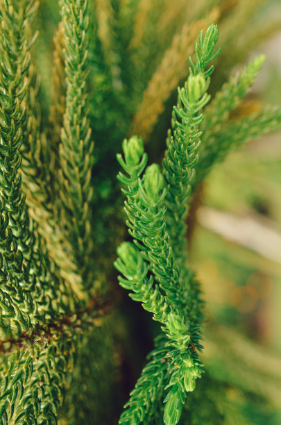 松树的叶子图片下载