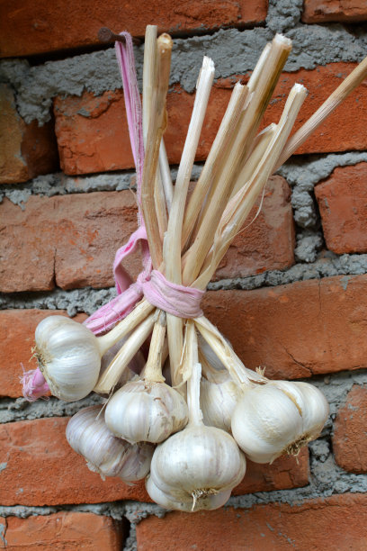 墙上收获的大蒜图片下载